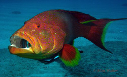 Taken in Sodwana Bay, Sony W17 with external strobe by Allen Walker 